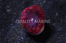 Blastomussa Merleti, Red w/ Blue center :: 68453