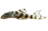 Peruvian Tiger Plecostomus :: 57880