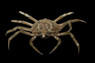 Longnose Spider Crab :: 77036