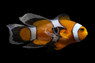 Longfin Black Photon Ocellaris Clownfish, Bali Aquarich :: 14193