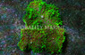 Aussie Green Hairy Mushroom :: 83555