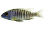 Mixed Hap Cichlid :: 40290