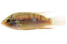 Red Blood Jewel Cichlid :: 66598