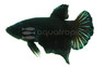 Black Star Betta, Male :: 36940