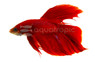 Halfmoon Red, Male :: 99342