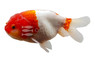 Red Cap Lionhead Goldfish :: 94058