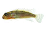 Dwarf West African Red Bellied :: 54748
