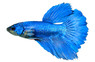 Halfmoon Betta, Male :: 16861
