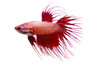 Male Crowntail :: 52932