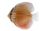 Red Turquoise Discus :: 33305