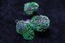Green Purple Splatter Branching Hammer Coral :: 21547