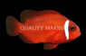 True Skunk Rose Clownfish, Bali Aquarich :: 14236