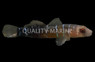 Nineline Goby :: 18607