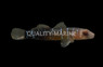 Nineline Goby :: 18607