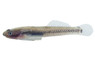Blue Stiphodon Goby :: 14746