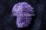 Pink Branching Hammer Coral :: 62434