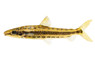 Taeniofasciatus Leporinus :: 89162