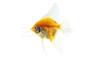 Gold Red Cap Angelfish :: 67912