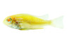 Eartheater Red Head Tapajos Albino Cichlid :: 42275