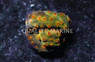 Cyphastrea, Flicka Flame :: 34640