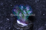 Cauliflower, Rainbow :: 51779