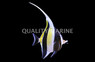 Moorish Idol, Les Villages :: 23001