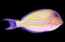 Lineatus Clown Tang, Les Villages :: 31636
