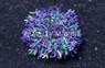 Magic Carpet Mushroom Frag :: 22344
