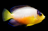 Multicolor Angelfish, KWA :: 57563