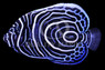 Tigerpyge Angelfish, Bali Aquarich :: 10213