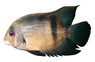 Uaru Panda Cichlids :: 81131