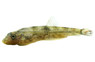 Abditus Borneo Sucker Loach :: 53884