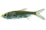 Tarpon :: 60275