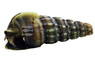 King Rainbow Hercules Snail :: 30652