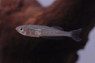 Ornate Rainbowfish :: 16587