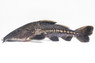 Ripsaw - Turushuqui Catfish :: 17793