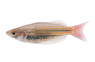 Crimson Spot Rainbowfish :: 63892