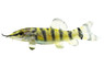 Blyth's Loach :: 43015