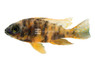 Multicolor OB Peacock Malawi Cichlid :: 18032