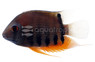 Severum Green Red Shoulder Cichlid :: 97620