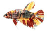 Giant Betta, Male :: 68100