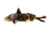 White Polli Synodontis Catfish :: 25467