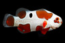 Orange Storm Ocellaris Clownfish, QM Labs :: 31667