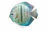 Heckel Blue Discus :: 97038