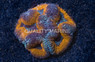 Red/Purple Lobophyllia Brain Coral :: 40490