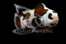 Longfin Mocha Storm Ocellaris Clownfish :: 46617