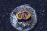 Zoa, Pink Lemonade :: 94736