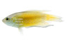 Fire & Ice Paradise Gourami :: 28226