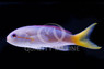 Olive Anthias :: 11098