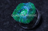 Acan Bowerbanki, Green Corals :: 86966